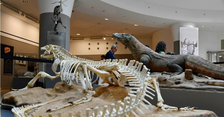 Újabb hatalmas épület tervpályázatát írták ki a Természettudományí Múzeum debreceni költözéséhez