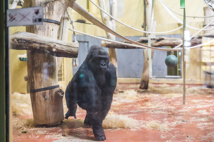 Nemcsak az embereknek jár a tiszta és friss levegő!