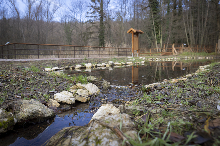 Fokozottan védett állat egyetlen magyarországi élőhelyét élesztik újjá