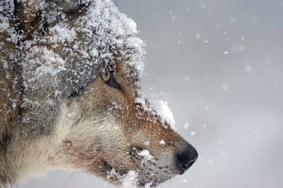 Valószínűleg farkas nyomát találták meg a Börzsönyben