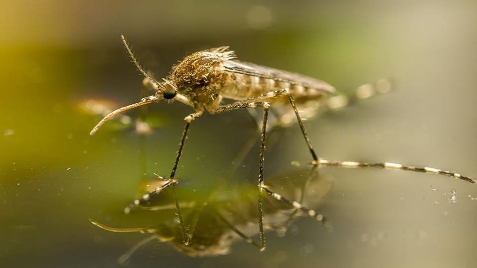 Csütörtökön írtják a szúnyogokat Balassagyarmaton