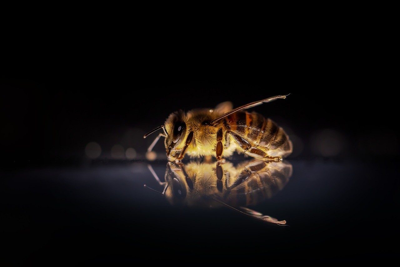 Idén is felmérik a méhpusztulások kockázatát 