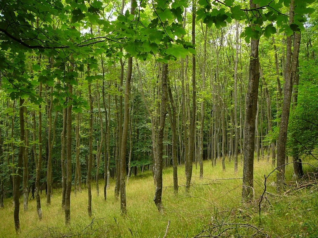 Újabb könnyítések segítik az erdősültség növelését