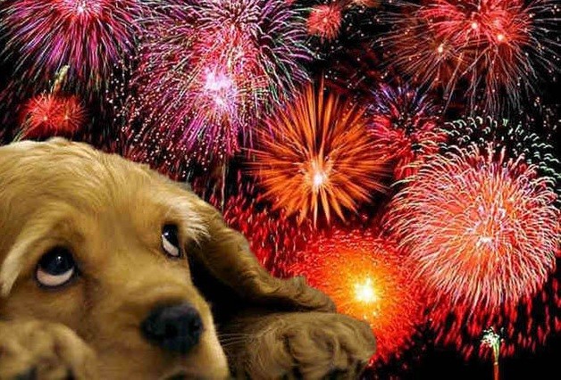 Ne feledkezzünk meg kedvenceinkről az ünnepi tűzijáték alatt!