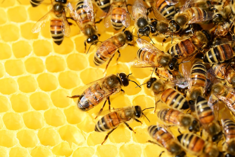 A méhészek legnagyobb kihívása a méhcsaládok életben tartása