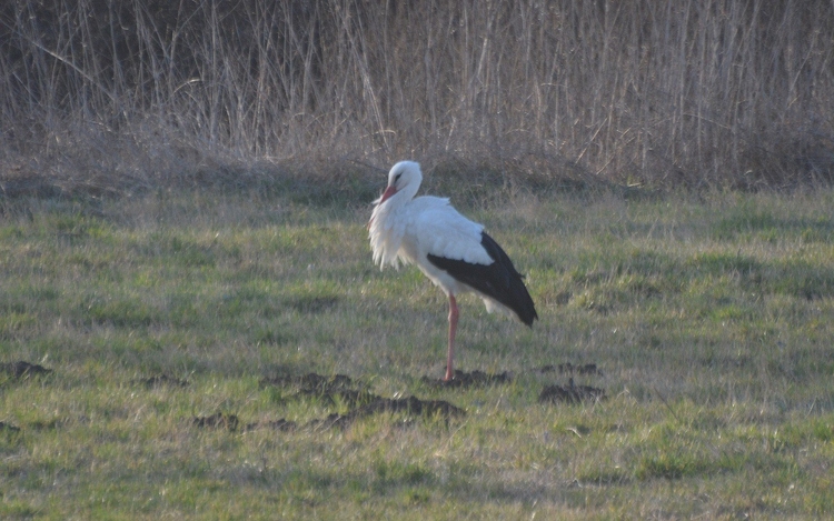 Megérkeztek az első nógrádi fehér gólyák