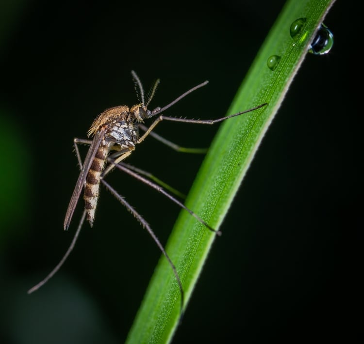 Bajánál is folytatódik a szúnyoggyérítés a héten