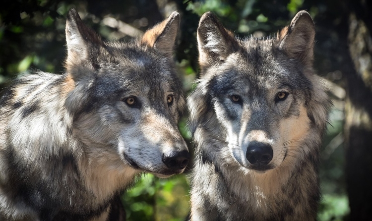 A kuvasz bevetése állítja meg a magyarországi farkasok támadásait