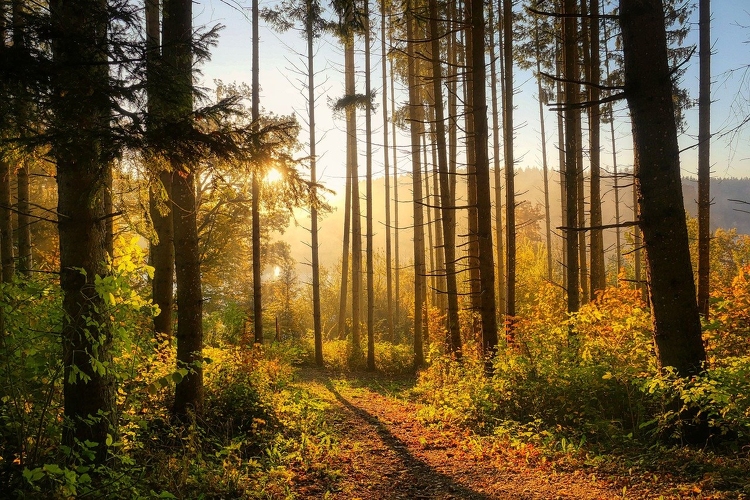 Közel 170 hektárnyi területen létesít új erdőt az Ipoly Erdő Zrt.