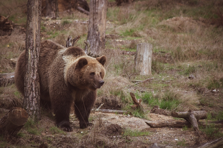 Medvét láttak Acsa határában – kerülni kell a környékbeli erdőket