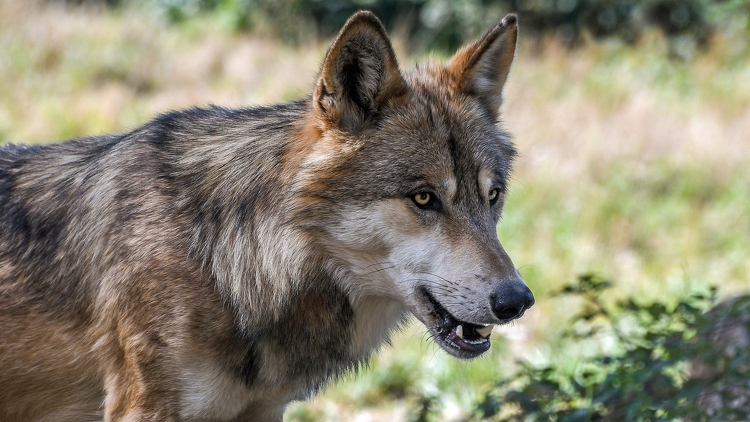 Már Nógrád megyében van a svájcból indult farkas