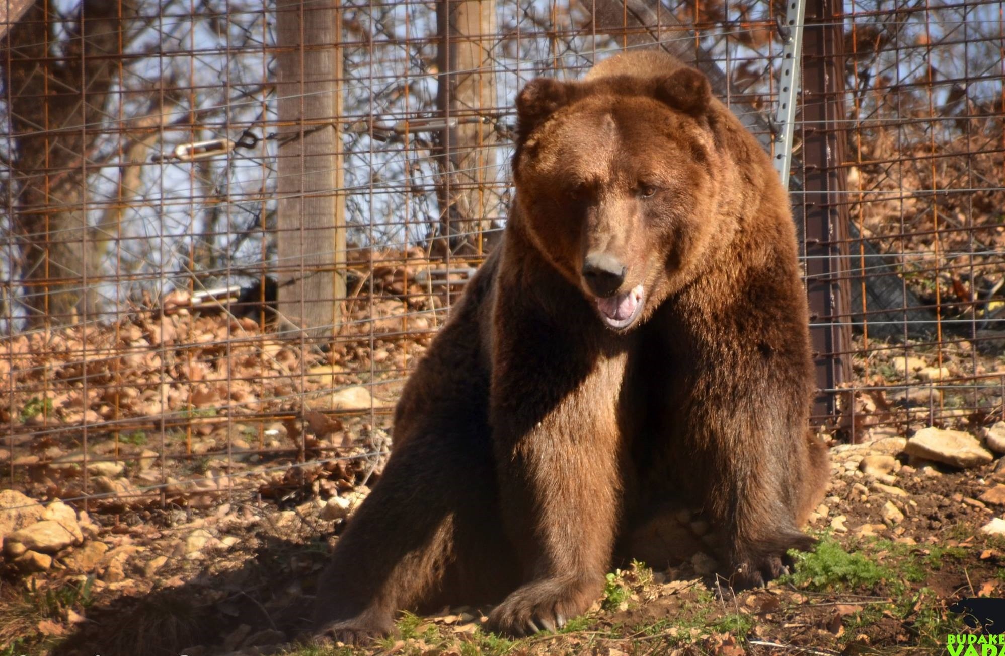 Két barnamedve érkezett a Budakeszi Vadasparkba