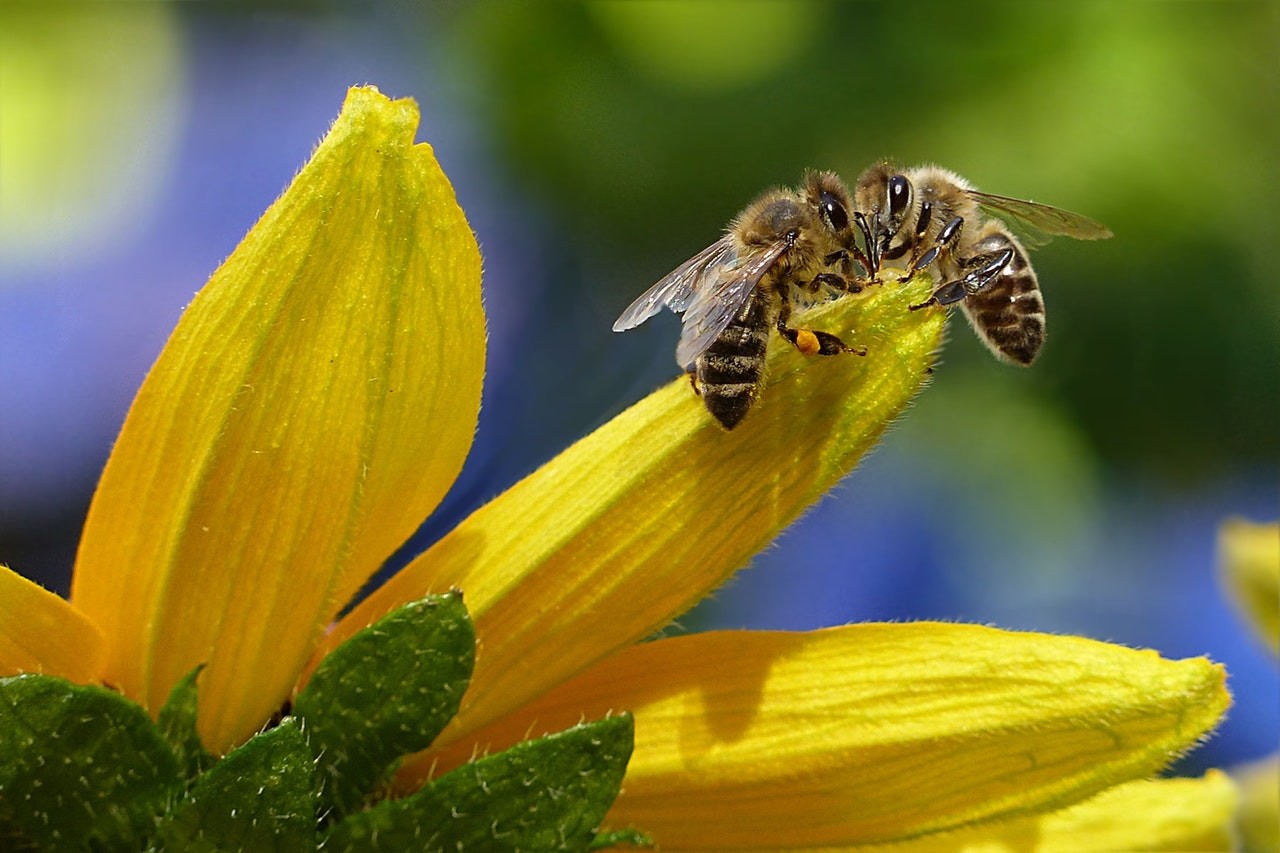  Méhészek, közösségbe! – Itt a méhész uber