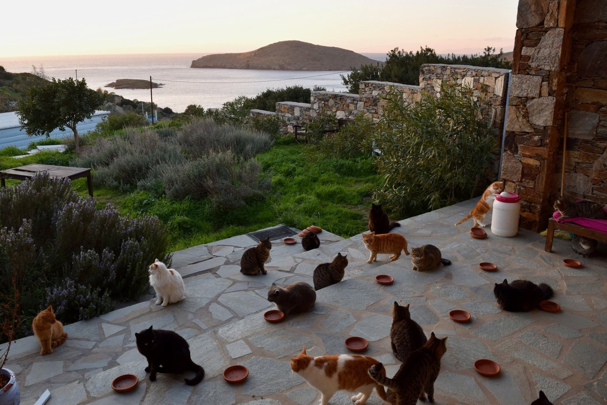 Gyönyörű görög szigeten macskákkal szórakozni? Nem álom, állásajánlat!