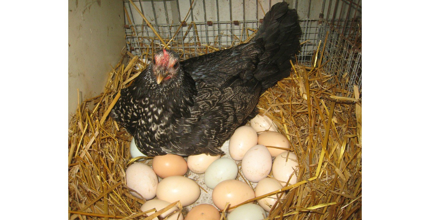 Génszerkesztett tyúkok tojásaival gyógyíthatnak számos betegséget
