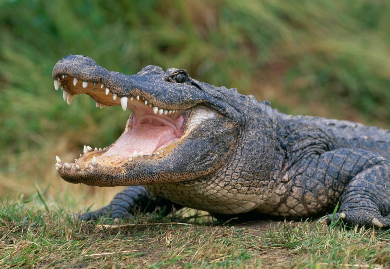 Ritka krokodilok érkeztek a budapesti állatkertbe 