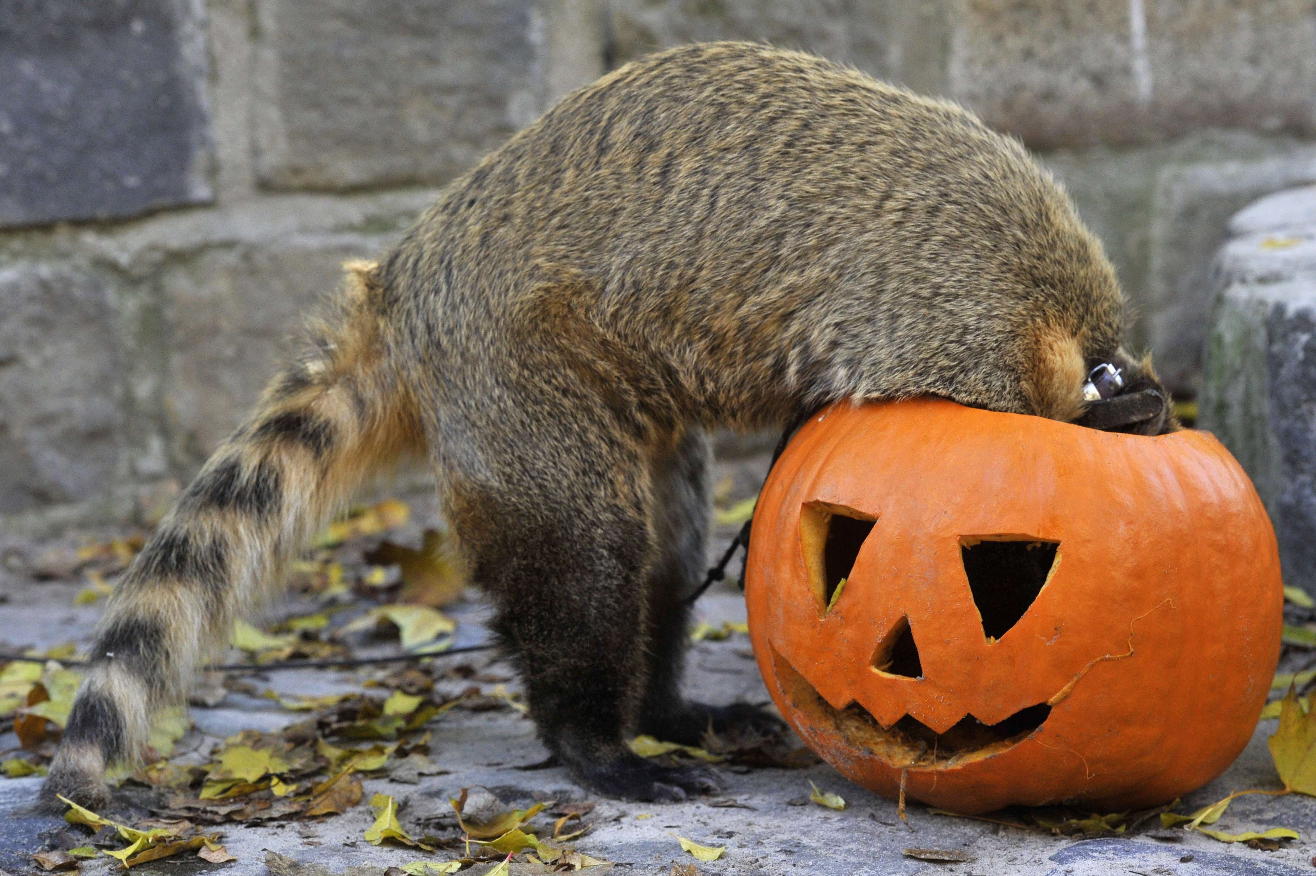 Halloween-programokkal készül a Fővárosi Állatkert
