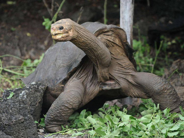 Kihalt galápagosi óriásteknősfajok rokonainak felkutatására indul expedíció 
