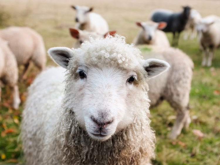 Több mint 145 millió forintos árat fizettek a világ legdrágább bárányáért