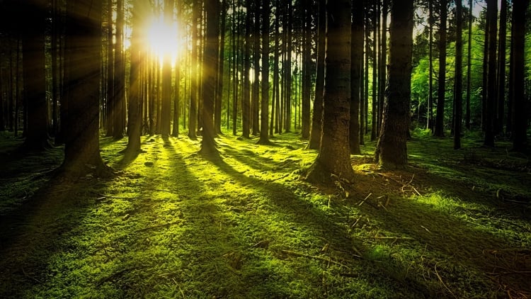 Indul az erdők és mezők országos tavaszi nagytakarítása