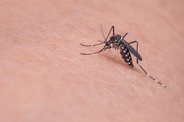 125 településen és hat fővárosi kerületben irtják a szúnyogokat