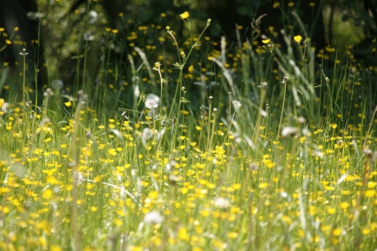 NNK: a napokban tetőzik a pollenszezon