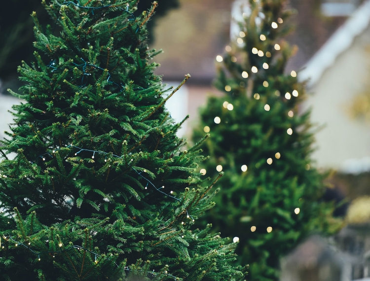 Csaknem 10 százalékkal drágulhat idén a karácsonyfa