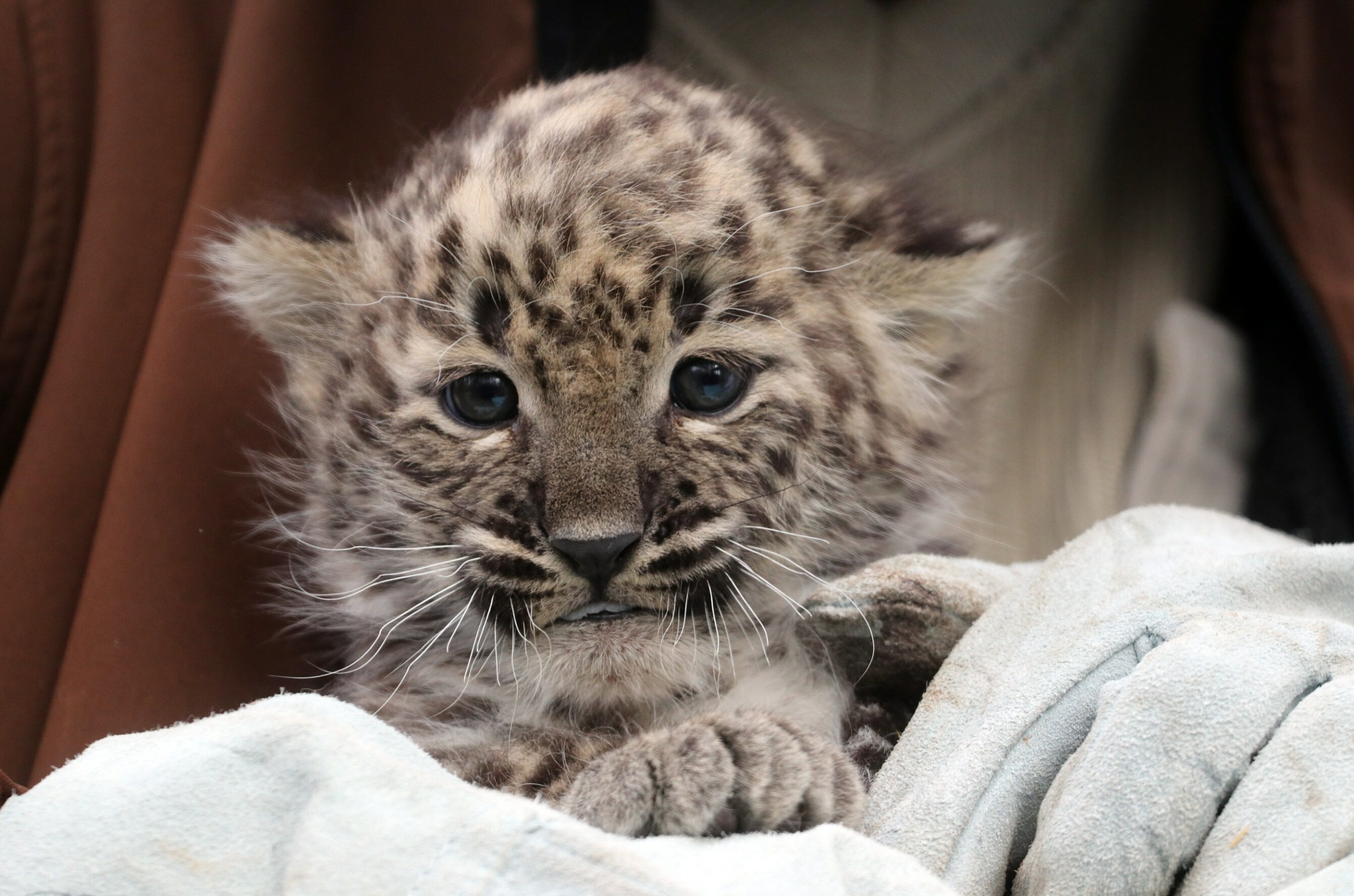 Perzsa leopárd született a Miskolci Állatkertben