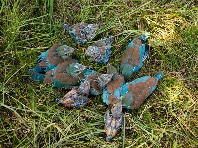 Tízfiókás szalakóta-fészekaljat találtak Magyarországon