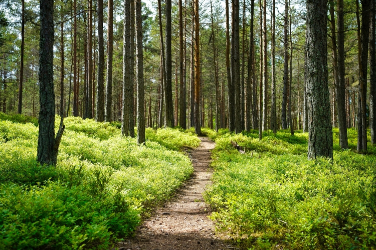 Több mint ötvenezer hektár új erdő telepítésére pályáztak a magyar gazdák