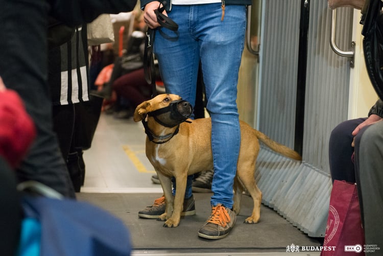 Ingyenessé válhat a kutya-, illetve a kerékpárszállítás a fővárosban