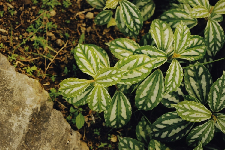 Elérhető az NNGYK új online adatbázisa a veszélyes növényekről