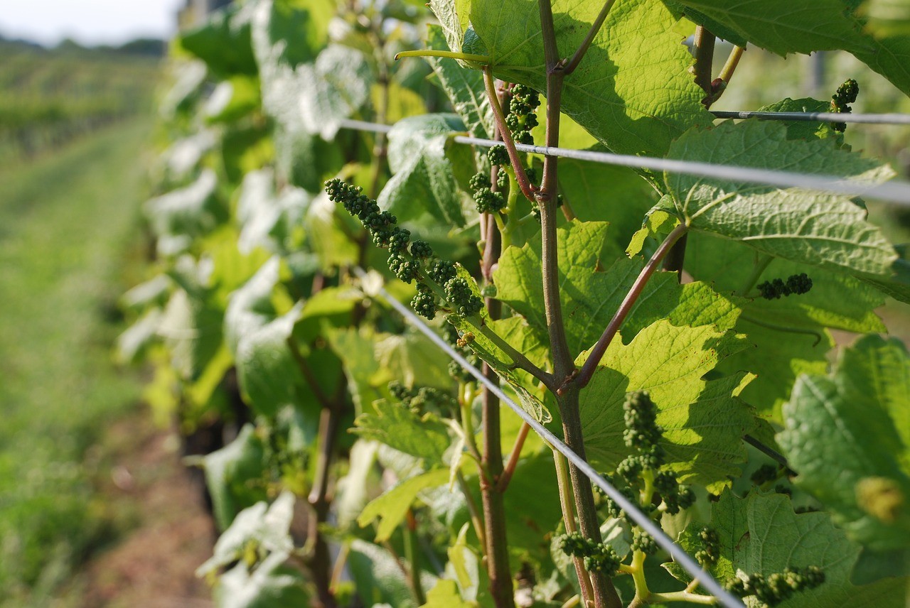 Április 30-ig nyújthatnak be új borszőlő ültetvény telepítésére kérelmet a termelők