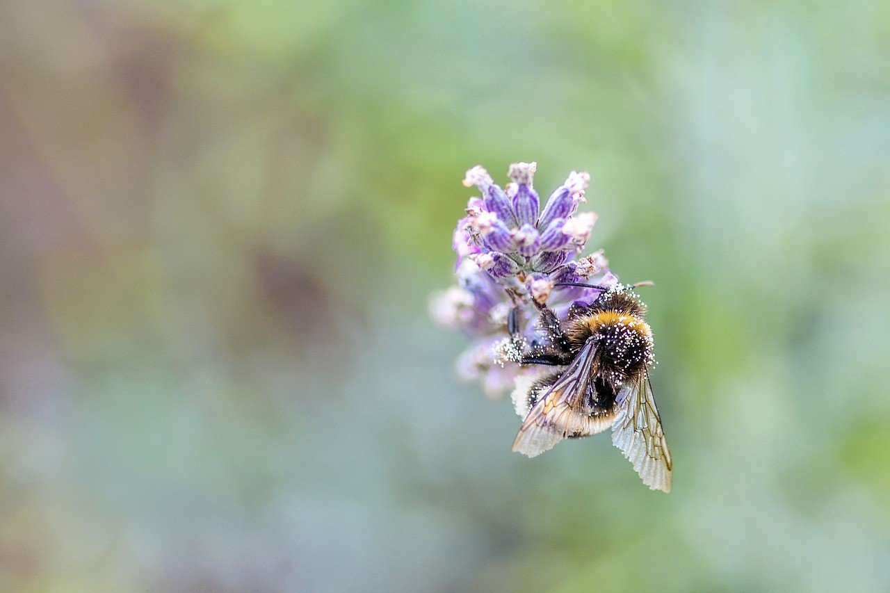 A méhek pusztulása ellen indított akciót az Országos Magyar Méhészeti Egyesület
