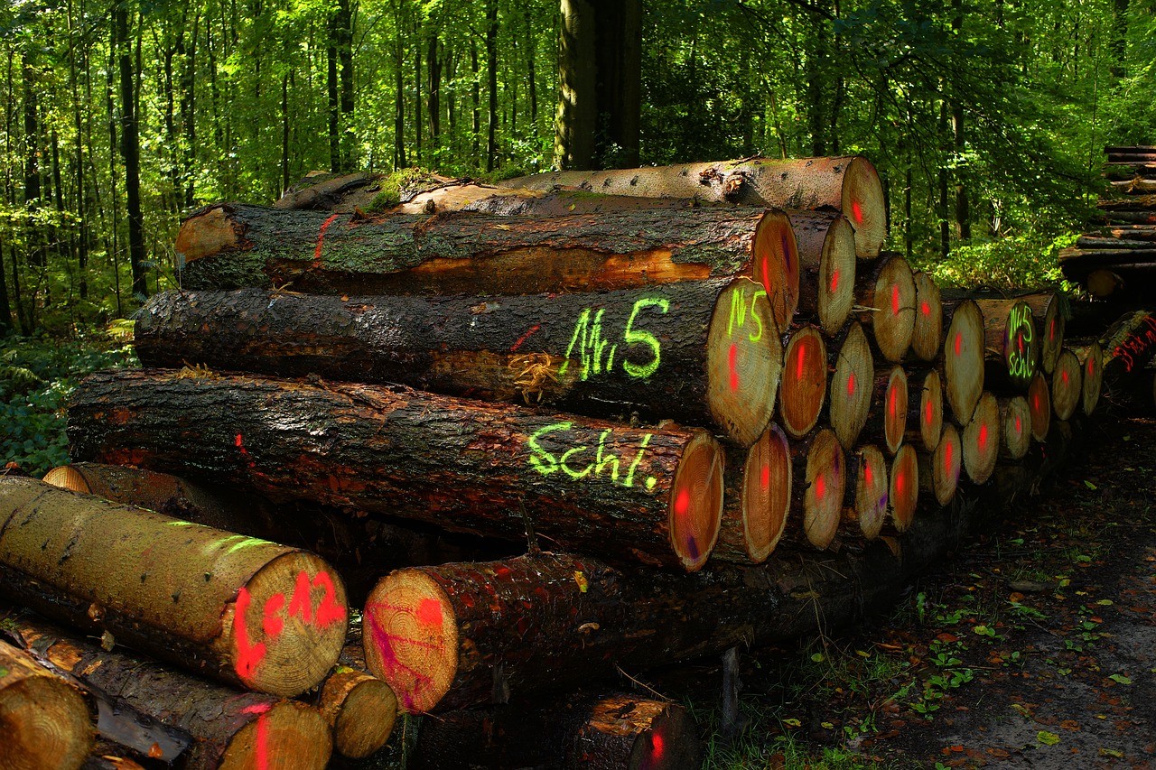 Szociális tűzifaként osztaná ki az R67-es út építésénél kitermelt fa egy részét Kaposvár