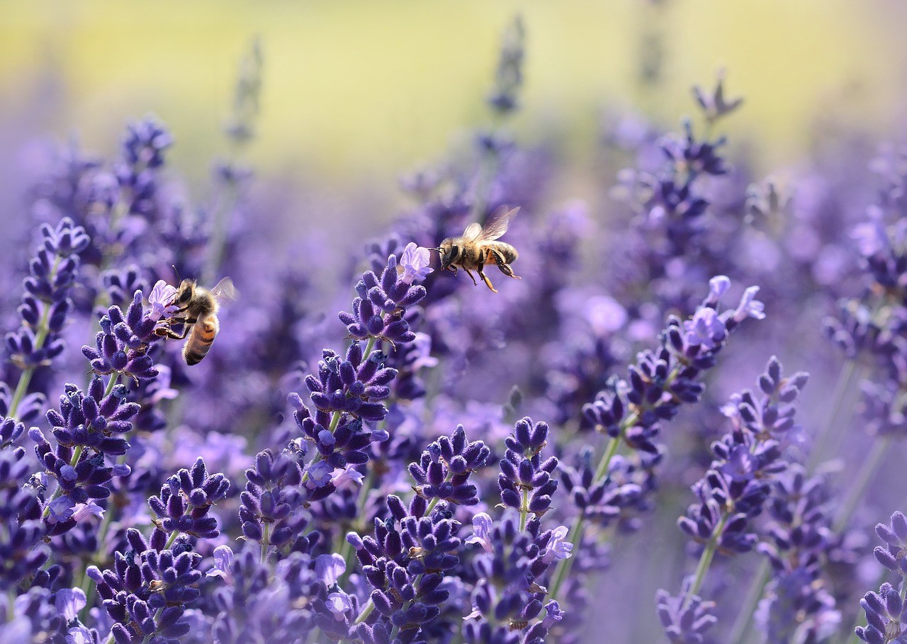 A termőföldek negyedének virágzó növényekkel való bevetése megmenthetné a méheket