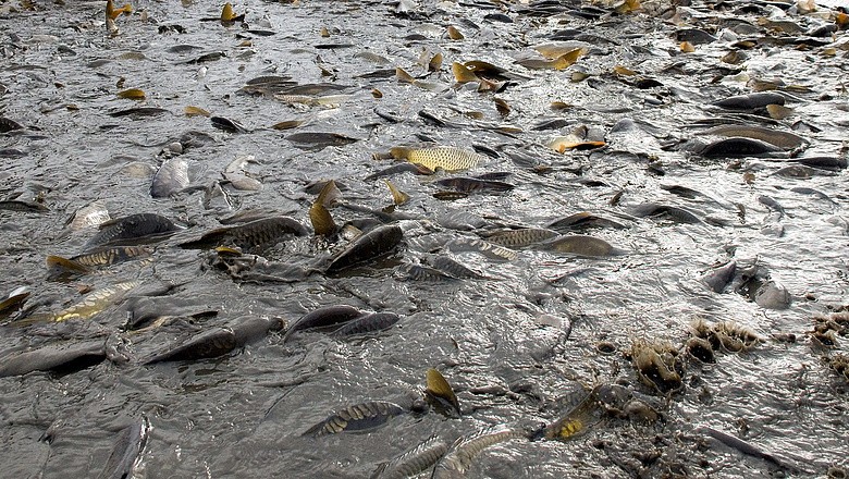 Tömegesen pusztulnak a halak a Dráván Barcs közelében