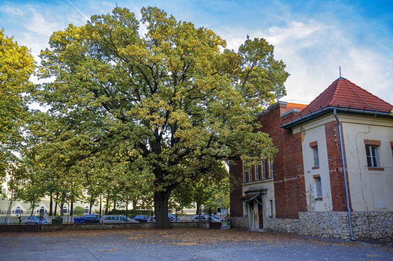 A kaposvári Szabadságfa lett az év fája