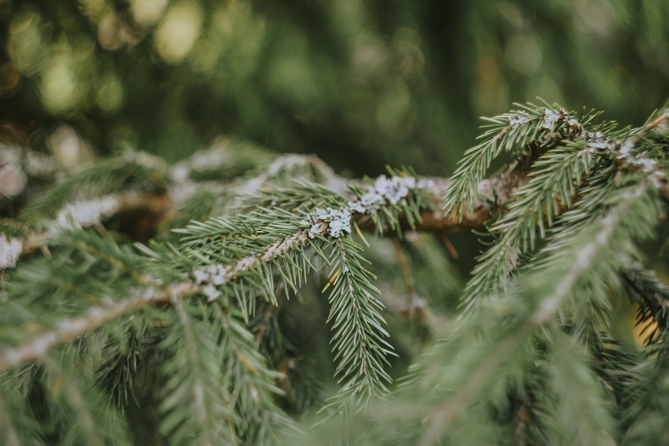 Drágább lehet idén a karácsonyfa: már vágják ki a fenyőfákat Somogy és Zala megyében is