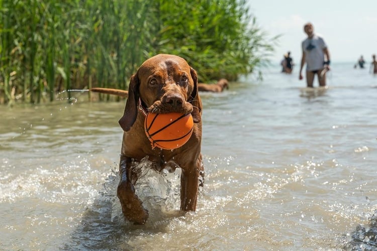 Lazárult a szavazás a kutyás strand kialakításáról