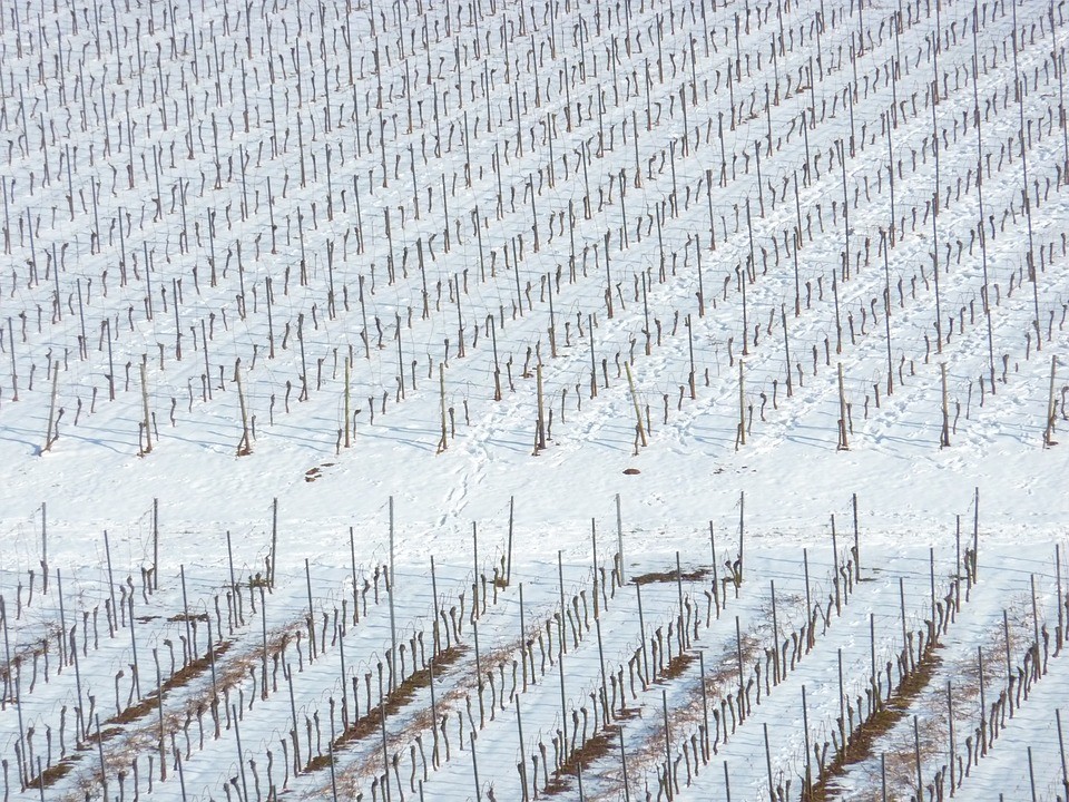 Kevesebb bort és drágább szőlőt hozhat a januári tartós fagy