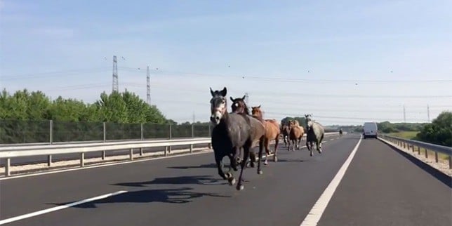 Elszabadult lovak vágtatnak az M6-oson 