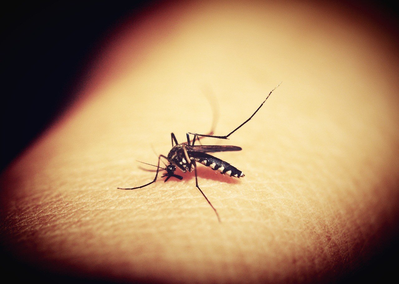 Ősszel is védekezzen a szúnyogok ellen!
