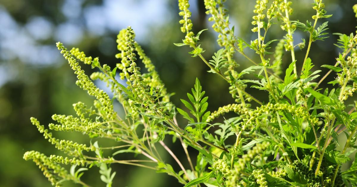 Fokozatosan erősödik a kora tavaszi fák pollenszórása
