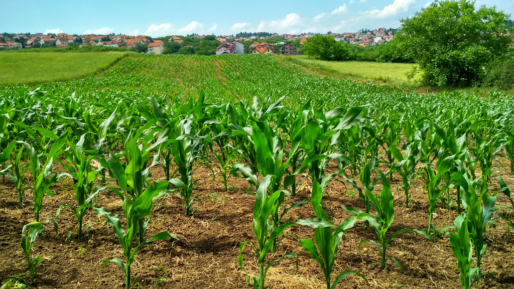 Nagyobb területen vetettek kukoricát a Tolna megyei termelők