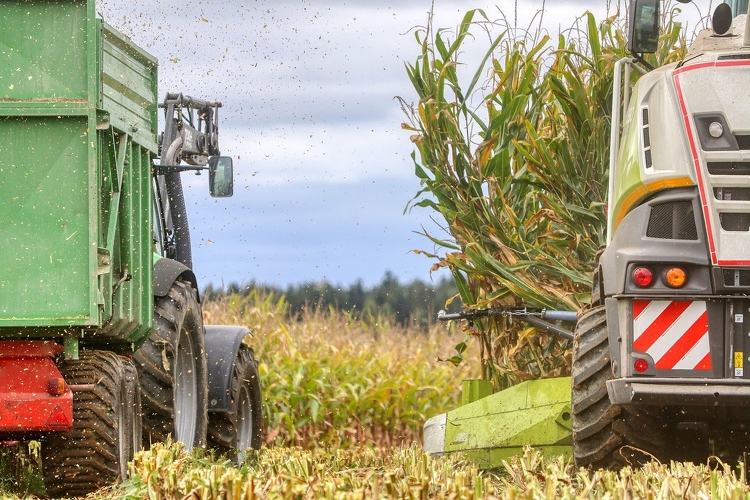 Meghaladja a kilenc tonnát a kukorica hektáronkénti termésátlaga Tolnában