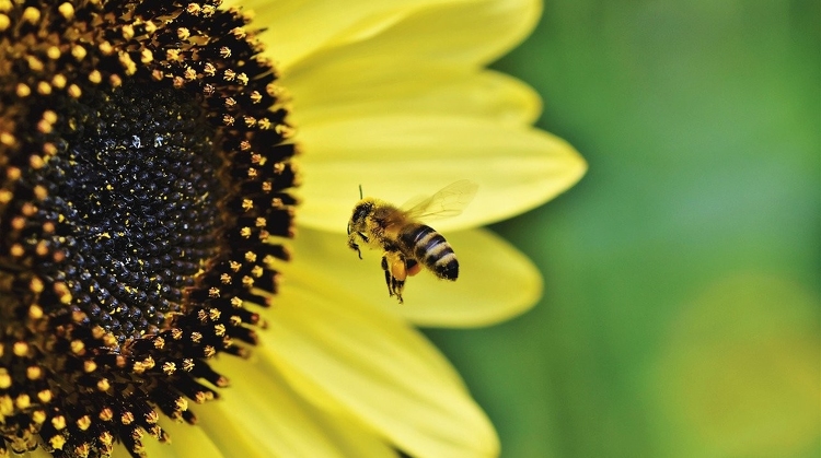 Méhészeti egyesület: össze fog dőlni a mezőgazdaság a méhészek nélkül