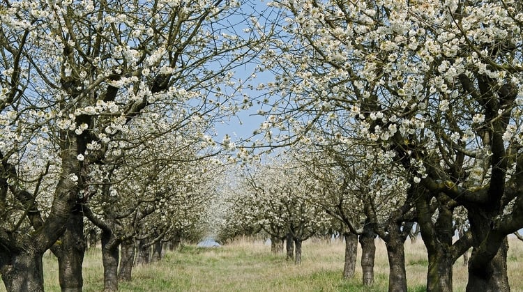 Jó gyümölcstermés várható, de az enyhe tél és a tavaszi fagyok kockázatot jelentenek