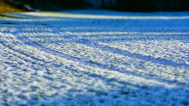 NAK: nem árt a hó a szántóföldi növényeknek