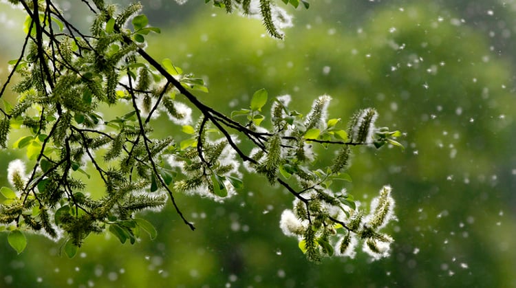 Emelkedik a virágzó fák pollenszintje